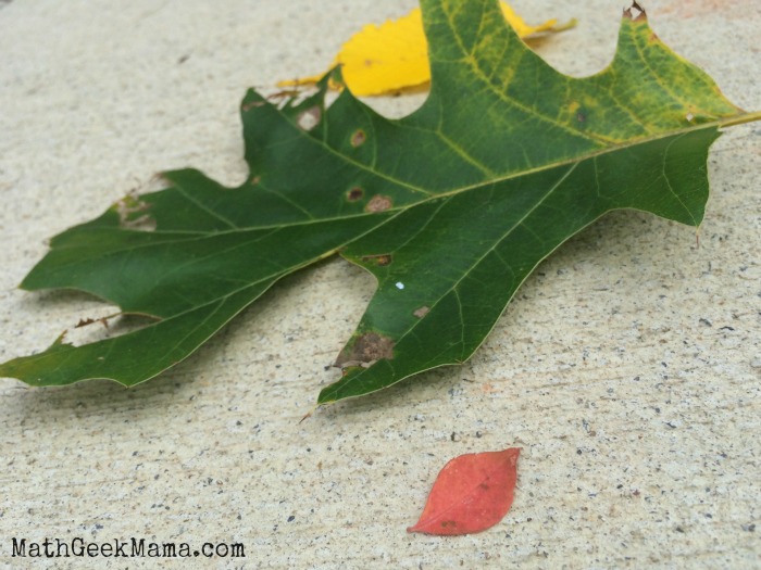 I love this super simple fall activity for kids based on a fun children's book! The possibilities are endless when you go on a leaf hunt!